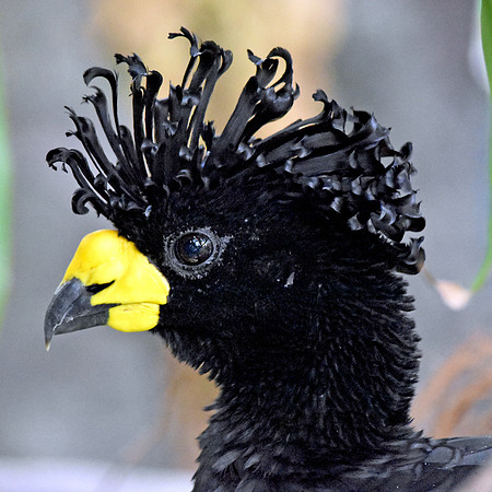 Yellow knobbed curassow, male