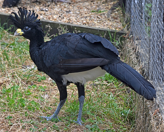 Yellow knobbed curassow, male