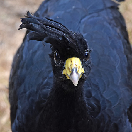 Yellow knobbed curassow, male