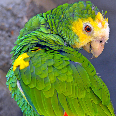 Yellow shouldered amazon parrot
