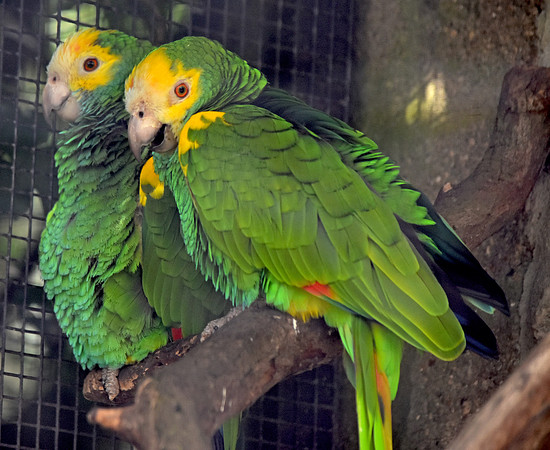 Yellow shouldered amazon parrot