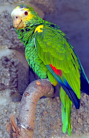 Yellow shouldered amazon parrot