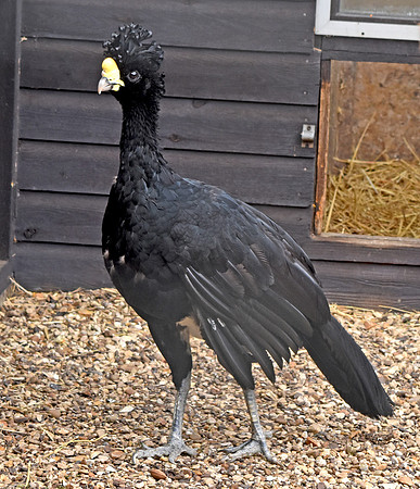 Yellow knobbed curassow, male