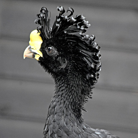 Yellow knobbed curassow, male