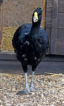 Yellow knobbed curassow, male