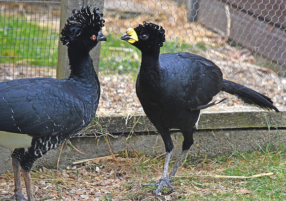 Yellow knobbed curassow, male and female