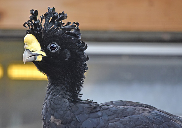 Yellow knobbed curassow, male