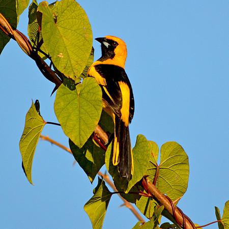 Yellow tailed oriole