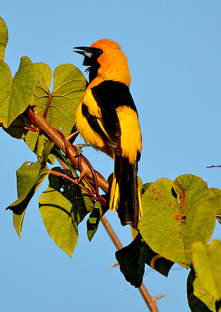 Yellow tailed oriole