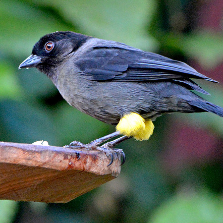 Yellow thigh finch