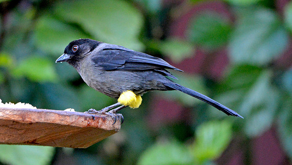 Yellow thigh finch