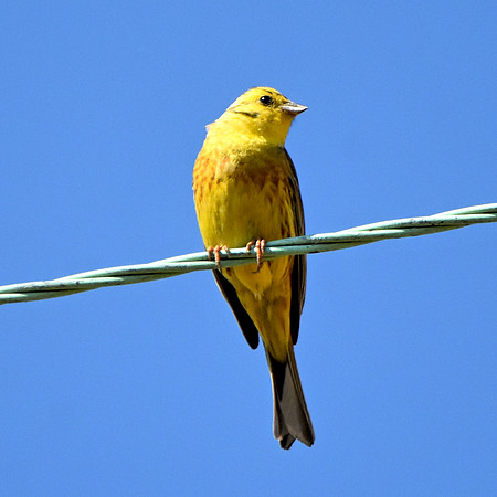 Yellowhammer