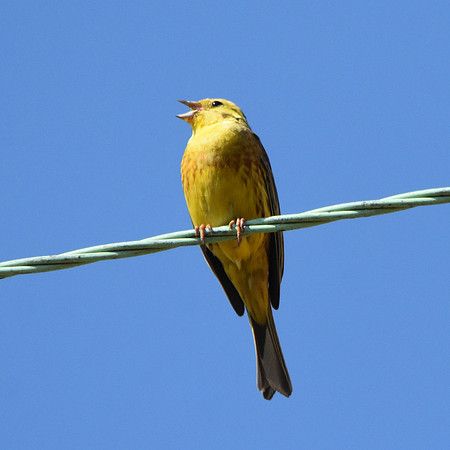 Yellowhammer