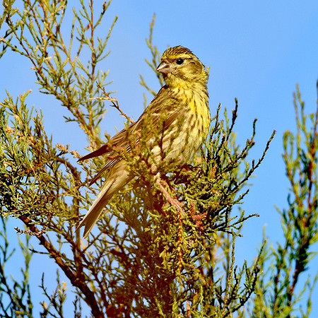 Yellowhammer