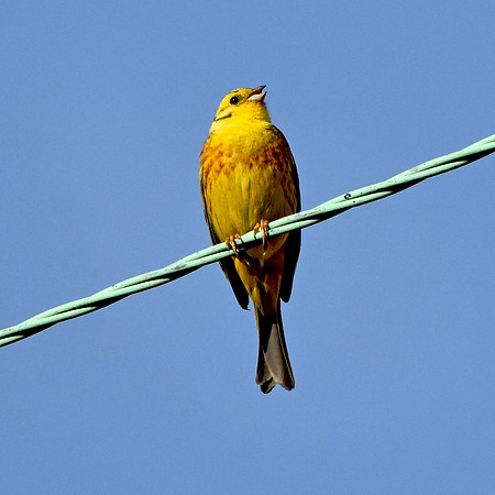 Yellowhammer