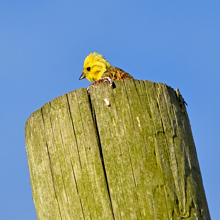 Yellowhammer