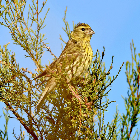 Yellowhammer