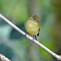 Yellowish flycatcher