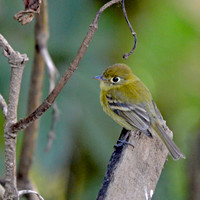 Yellowish flycatcher