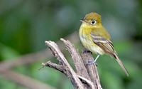 Yellowish flycatcher