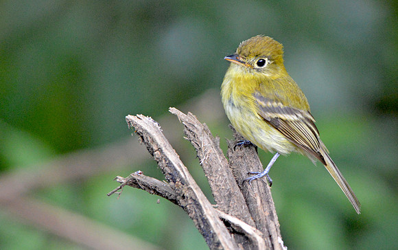 Yellowish flycatcher