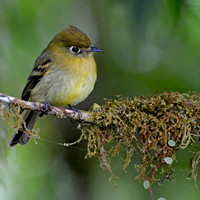 Yellowish flycatcher