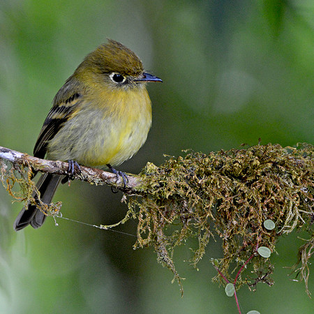 Yellowish flycatcher
