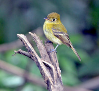 Yellowish flycatcher