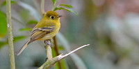 Yellowish flycatcher