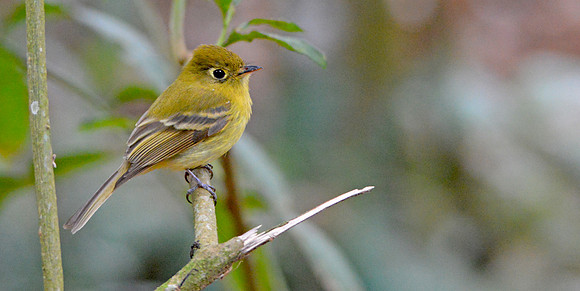 Yellowish flycatcher