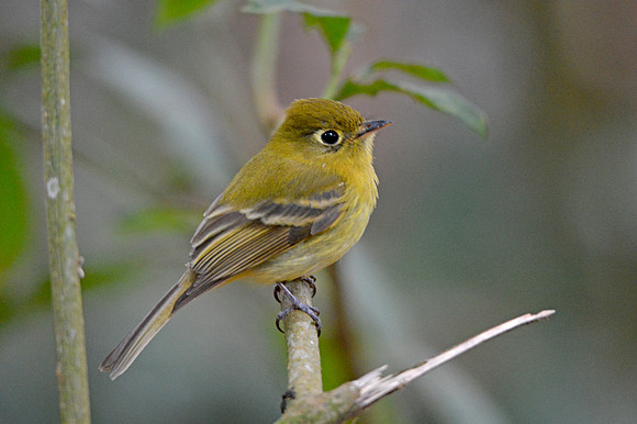Yellowish flycatcher