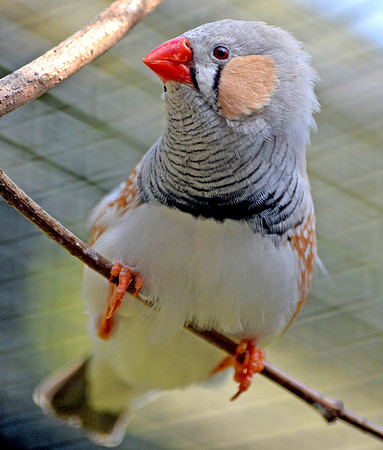 Zebra finch