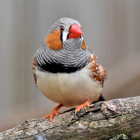 Zebra finch
