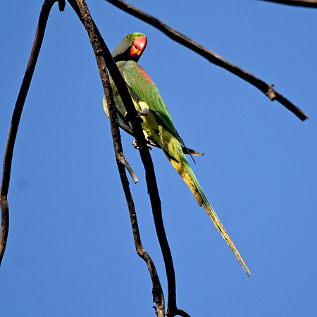 Alexandrine Parrot / Parakeet, India