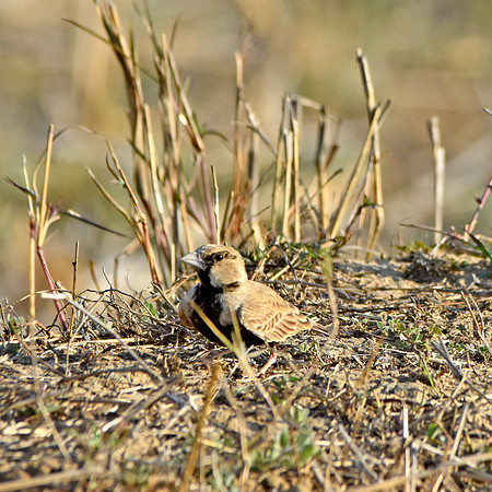 Ashy crowned sparrow lark