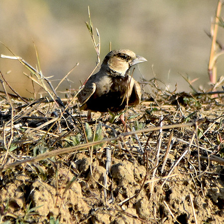 Ashy crowned sparrow lark