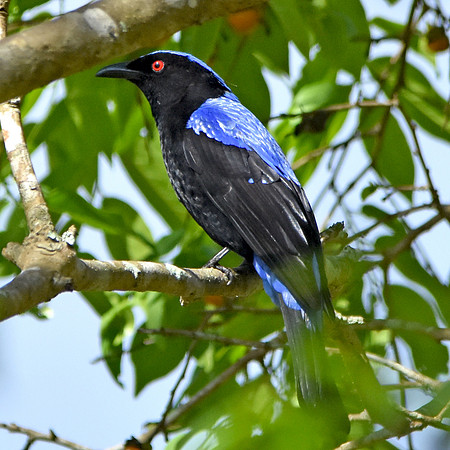 Asian fairy bluebird, India