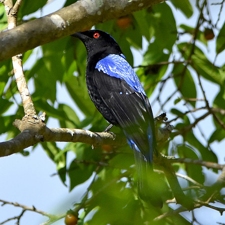 Asian fairy bluebird, India