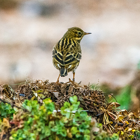 Rock pipit