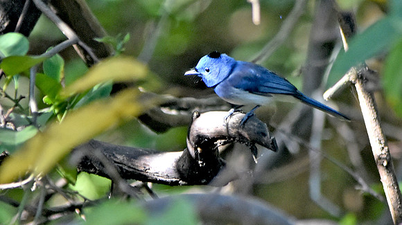 Black naped monarch