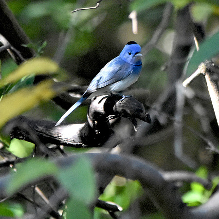 Black naped monarch