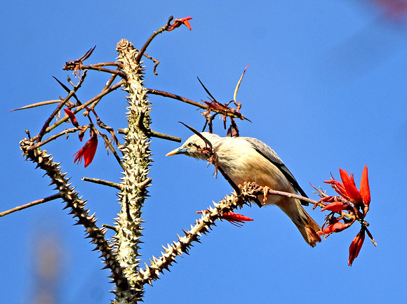 Blyth's starling