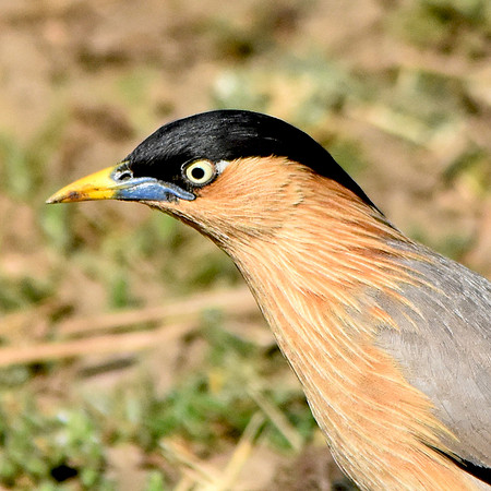 Brahminy starling