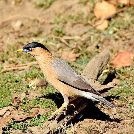 Brahminy starling