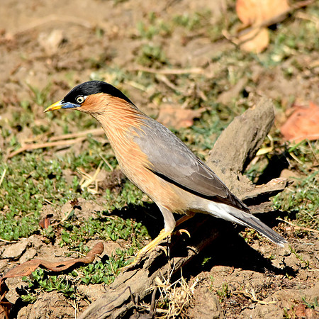 Brahminy starling