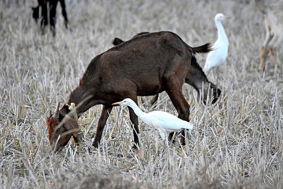 Cattle egret