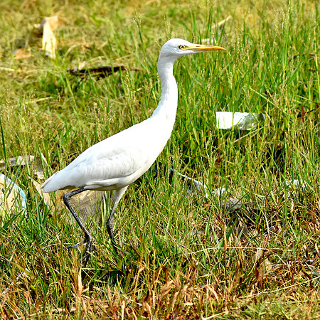 Cattle egret