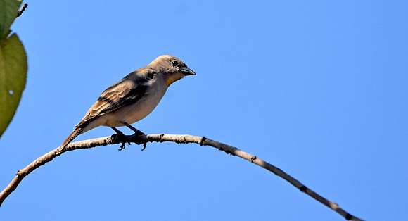 Chestnut shouldered petronia