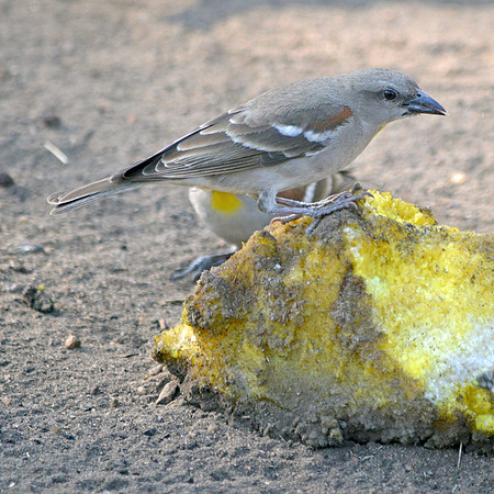 Chestnut shouldered petronia