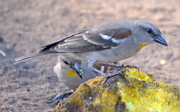 Chestnut shouldered petronia
